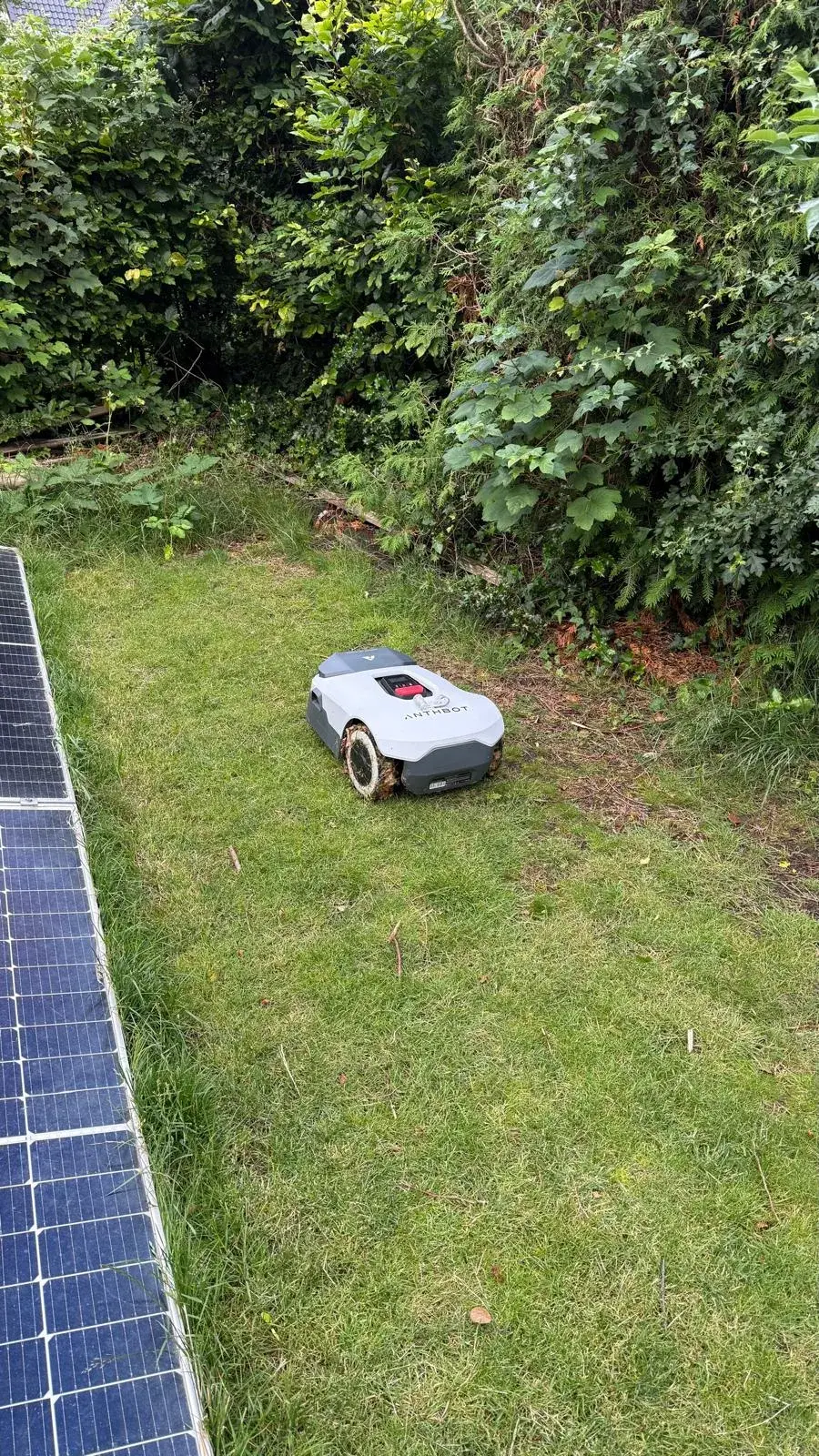 Anthbot Genie 3000 op een gazon naast een hoge haag, met zonnepanelen op de grond links in beeld